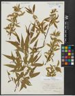 Foto von Salix alba L. x Salix babylonica L.